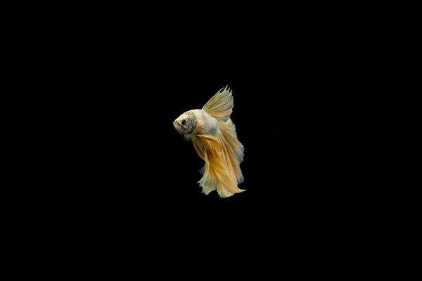 Siamese fighting fish, Betta splendens red color — Stock Photo, Image