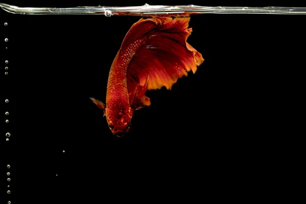 Siamesischer Kampffisch, betta splendens rote Farbe — Stockfoto