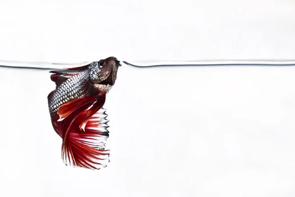 Сіамські файтинг риби Бетта риби — стокове фото