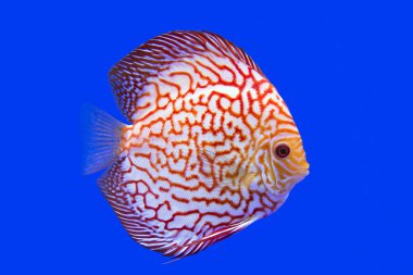Discus balık, Checkorboard turkuaz