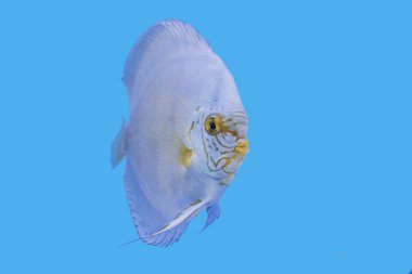 Discus balık, altın turkuaz, yeşil Ssumo