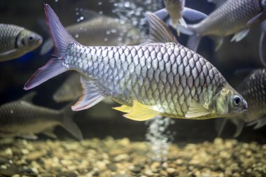 Japon balığı Sazangiller grup tatlı su tan