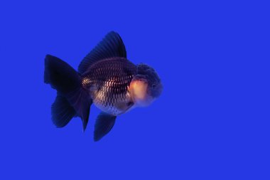  Altın Balık siyah Oranda