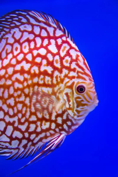 Discus fish, Checkorboard turquoise close-up body — стоковое фото