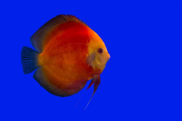Discus fish, Red Velvet — стоковое фото