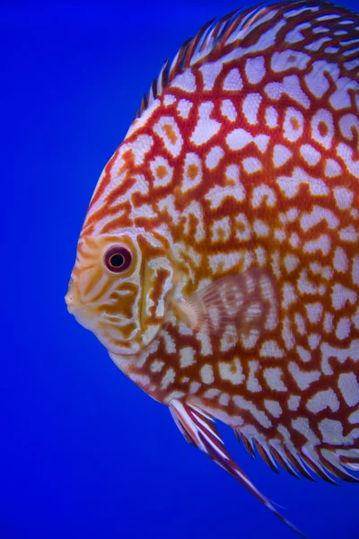 Discus fish, Checkorboard turquoise close-up body — стоковое фото