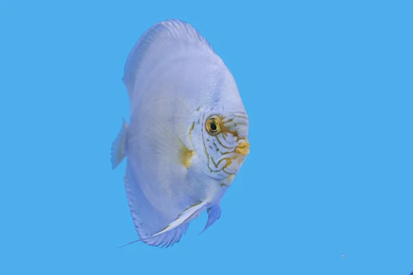 Discus Fish, Turquesa dourada, SSumo verde — Fotografia de Stock