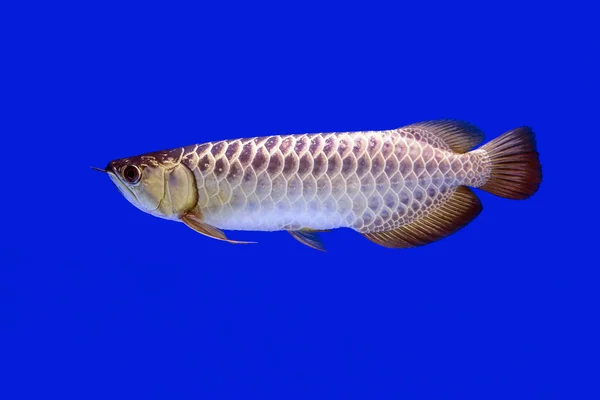 Arowana ryb, pełną złota na niebieskim tle — Zdjęcie stockowe