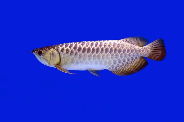 Peixe Arowana, Ouro completo sobre fundo azul — Fotografia de Stock