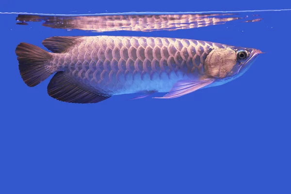 Aarowana-Fisch — Stockfoto