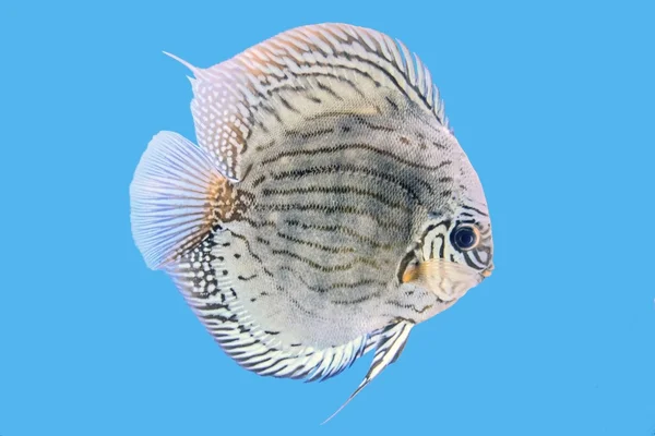 Discus balık, altın turkuaz — Stok fotoğraf