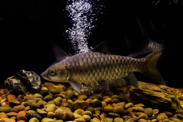 小規模泥鯉魚、タイの魚 — ストック写真