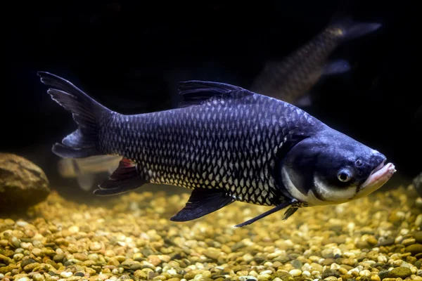 シャムの巨大な鯉の巨大なバーブ魚 — ストック写真