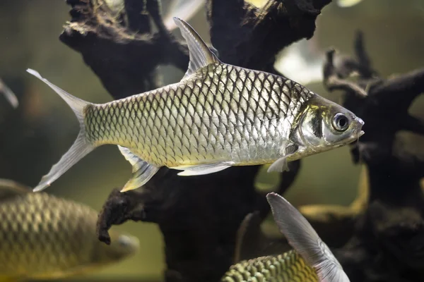 Poisson rouge Cyprinidae groupe dans le réservoir d'eau douce — Photo