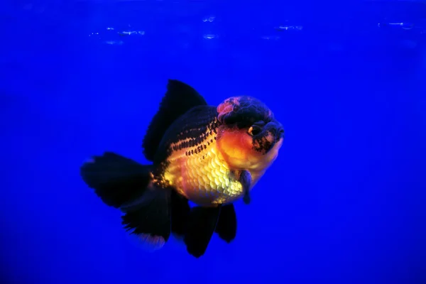 Peixe-dourado Oranda — Fotografia de Stock