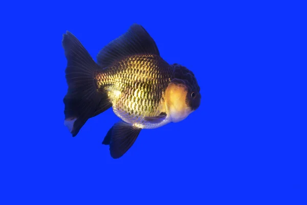 Ouro peixe preto-ouro oranda — Fotografia de Stock