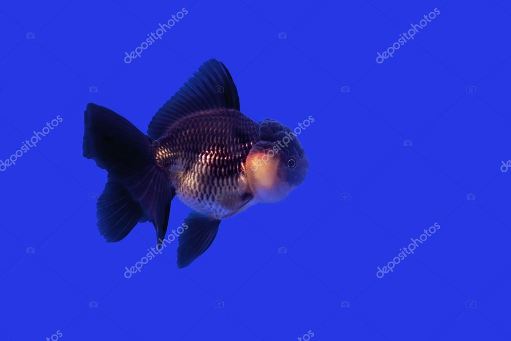 Gold Fish Black Oranda Stock Photo By C Nawaj Gold Fish Black Oranda Stock Photo By C Nawaj
