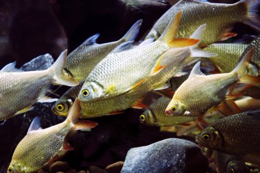 Japon balığı Sazangiller grubunda temiz su tankı