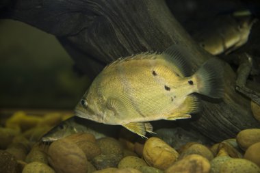 Siyam Tigerfish (Coius microlepis)