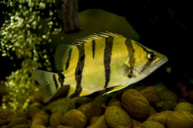 Siyam Tigerfish (Coius microlepis)