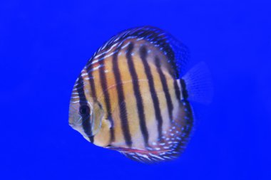 Turuncu renk Discus balık