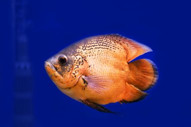 Turuncu renk Discus balık