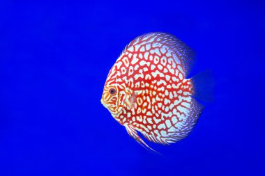 Turuncu renk Discus balık