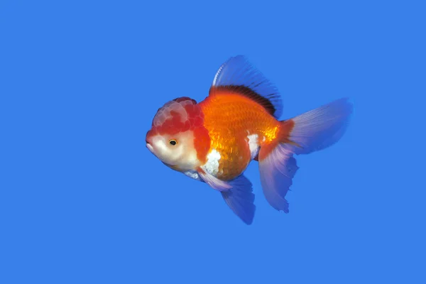 Goldfish vermelho-ouro oranda no fundo azul — Fotografia de Stock