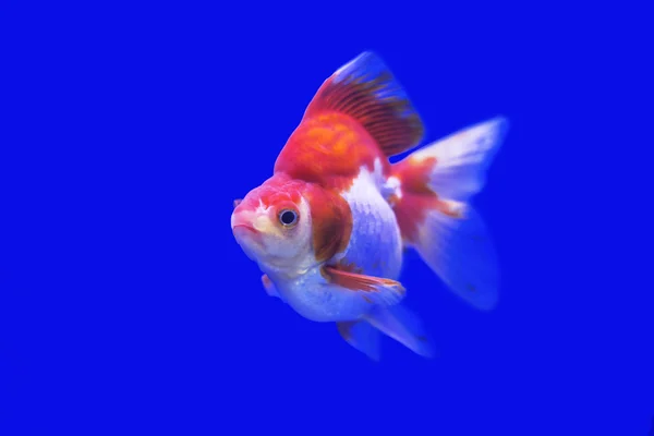 Guldfisk Ryukin fancy färger i tanken, bule backgound — Stockfoto