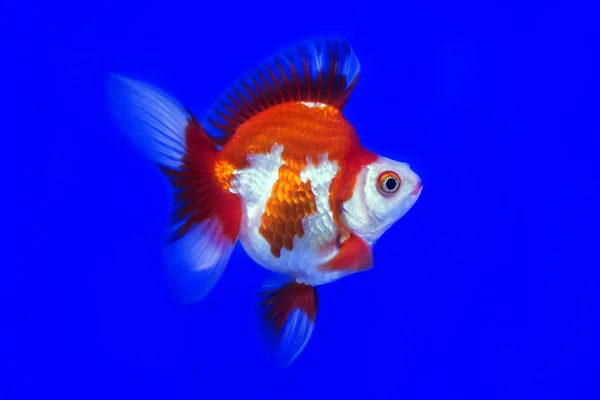 Poisson rouge Ryukin — Photo