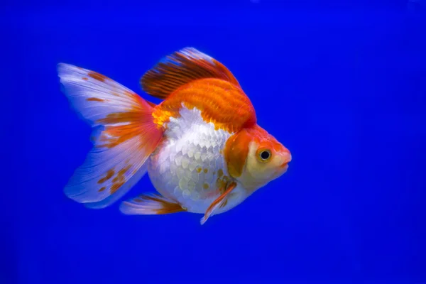 Złota rybka Ryukin fantazyjne kolory w zbiorniku, bule tle — Zdjęcie stockowe