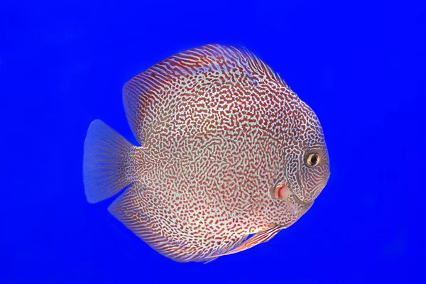 Discus fisk röd ormskinn — Stockfoto