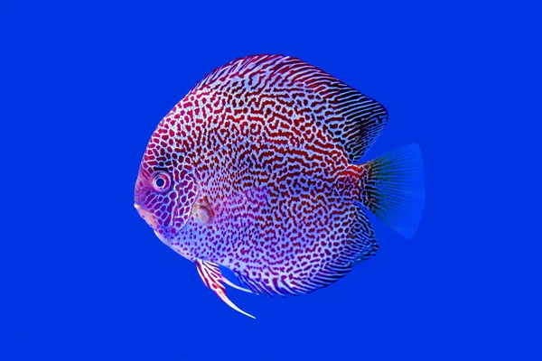 Discus fish pelle di serpente rossa — Foto Stock