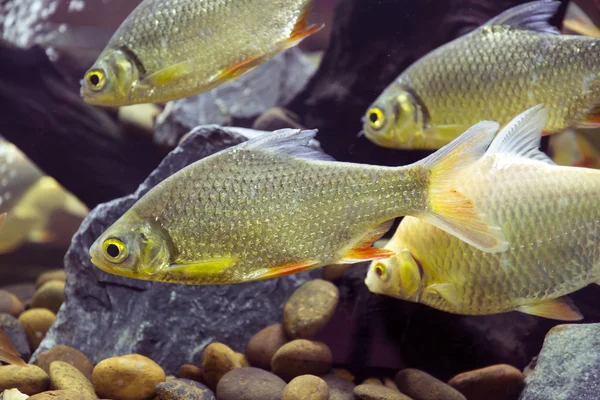 Poisson rouge du groupe des Cyprinidae dans le bronzage d'eau douce — Photo