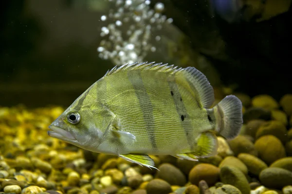 Sziámi tigris hal (Coius microlepis) — Stock Fotó