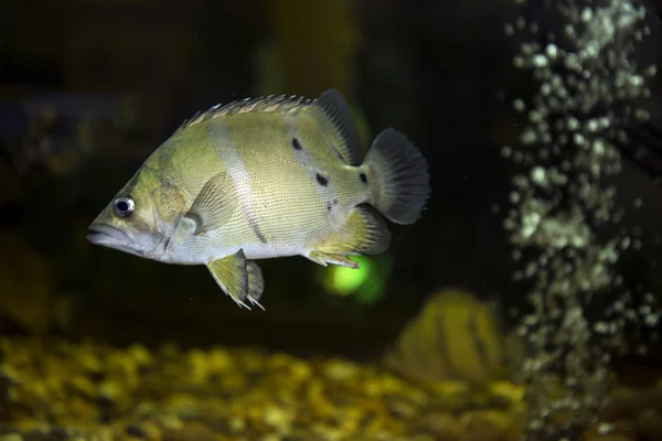 Sziámi Tigerfish (Coius microlepis) — Stock Fotó