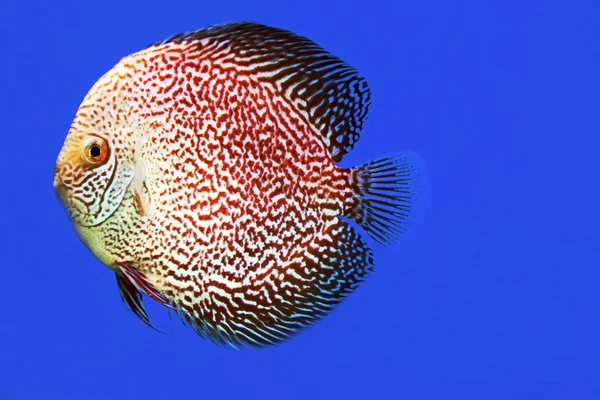 Pele de cobra de peixe de disco — Fotografia de Stock