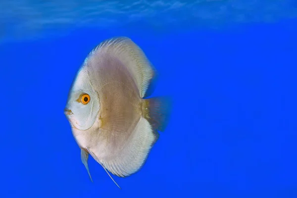 Cor laranja Disco de peixe — Fotografia de Stock