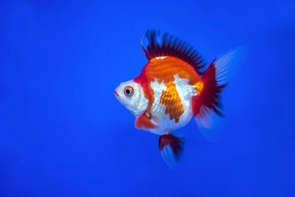 Oranžová barva Discus ryby — Stock fotografie