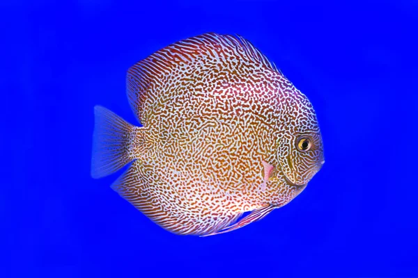 Orange color Discus fish — Stock Photo, Image