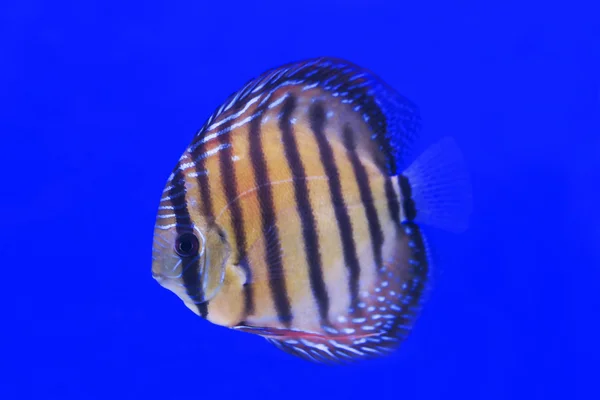 Turuncu renk Discus balık — Stok fotoğraf