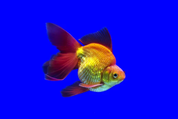 Narancssárga színű diszkosz hal — Stock Fotó