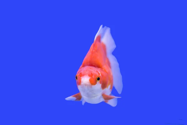 Colore arancione Discus fish — Foto Stock