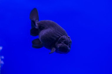 Lionhead Goldfish ya da Ranchu içinde belgili tanımlık tank