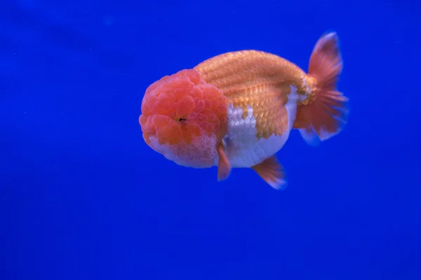 Золота рибка oranda — стокове фото