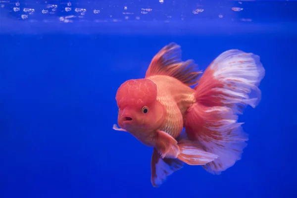 Zlaté rybky oranda v nádrži — Stock fotografie