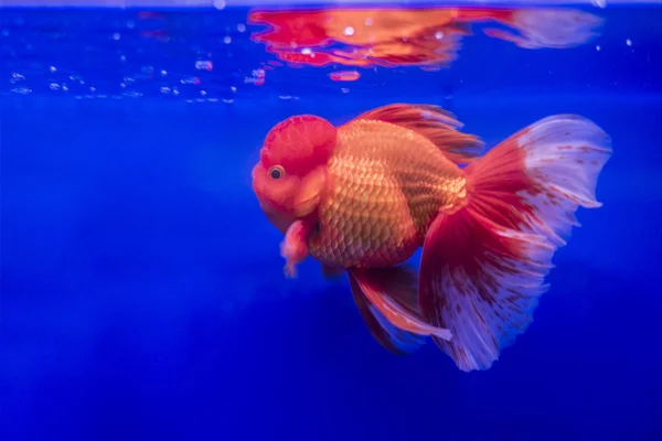 Zlaté rybky oranda v nádrži — Stock fotografie