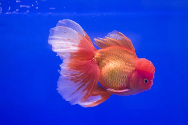 Guldfisk oranda i tanken — Stockfoto