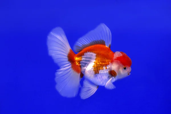 Guld fisk Oranda — Stockfoto