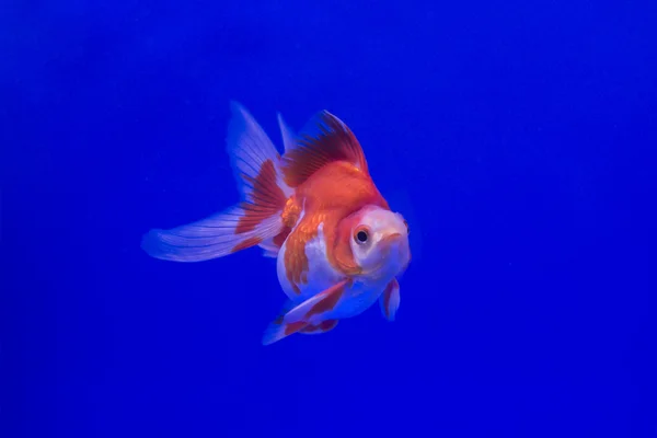 Złota rybka Ryukin, niebieskim tle — Zdjęcie stockowe